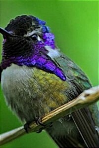 Hummingbird Notebook (Paperback)