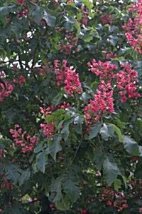 Buckeye Tree Aesculus Pavia Flowers Journal: Take Notes, Write Down Memories in this 150 Page Lined Journal (Paperback)