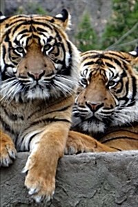 Two Terrific Tigers Journal (Paperback, JOU)