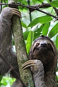 Sloth in a Tree Journal: 150 Page Lined Notebook/Diary (Paperback)