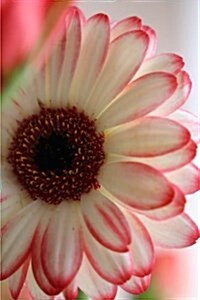 White and Pink Gerbera Daisy Journal (Paperback, JOU)