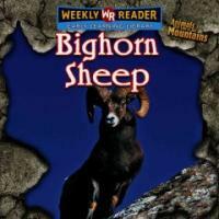 Bighorn Sheep (Library)