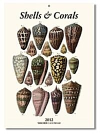 Shells 2012 Calendar (Paperback, Page-A-Day )