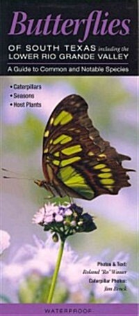 Butterflies of South Texas Incl. the Lower Rio Grande Valley: A Guide to Common & Notable Species (Other)