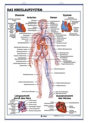 DAS KREISLAUFSYSTEM / DIE ATMUNGSORGANE (Plate (lamina))