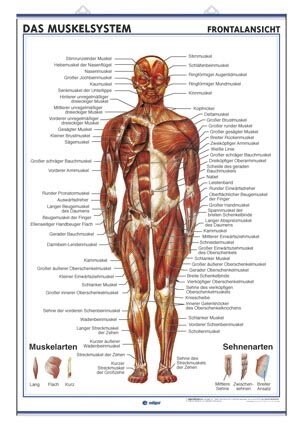 DAS MUSKELSYSTEM (FRONTALANSICHT) / DAS MUSKELSY.(RCKENANSICHT) (Plate (lamina))