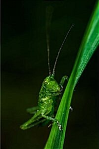 Grasshopper Notebook: 150 Lined Pages, Glossy Softcover, 6 X 9 (Paperback)