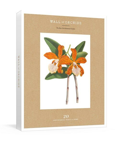 Wall of Orchids: 20 Rare Botanical Prints to Frame (Other)