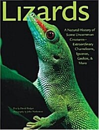 Lizards (Paperback)