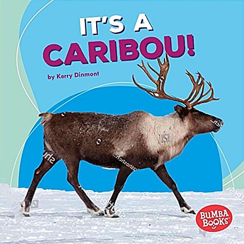 Its a Caribou! (Paperback)