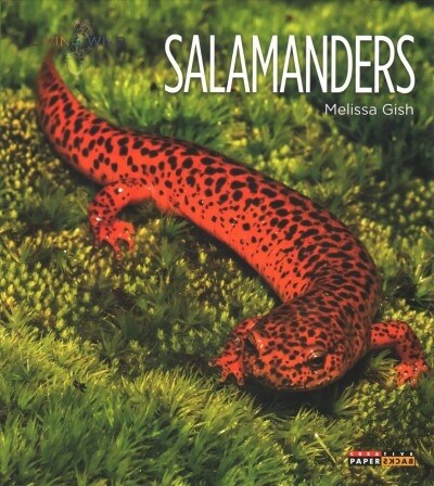 Salamanders (Paperback)