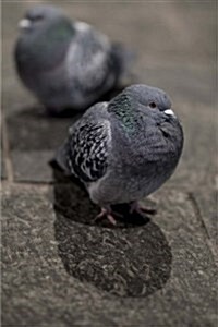 Pigeons Notebook: 150 Lined Pages, Glossy Softcover, 6 X 9 (Paperback)