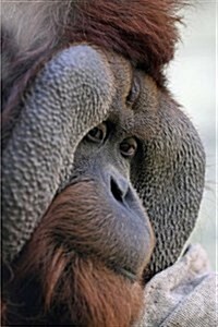 Orangutan Notebook: 150 Lined Pages, Glossy Softcover, 6 X 9 (Paperback)