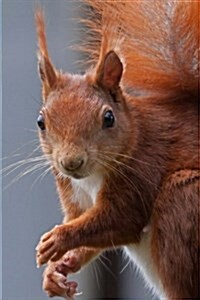 Squirrel Notebook: 150 Lined Pages, Glossy Softcover, 6 X 9 (Paperback)