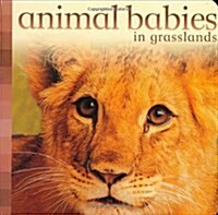 Animal Babies in Grasslands (Board Books)