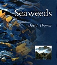 Seaweeds: Seaweeds (Paperback)