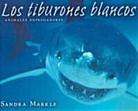 Los Tiburones Blancos / Great White Sharks (Paperback)