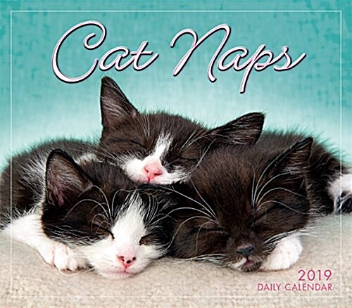 2019 Cat Naps Boxed Daily Calendar: By Sellers Publishing (Other)