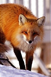 Red Fox: Notebook, 150 Lined Pages, Softcover, 6 X 9 (Paperback)
