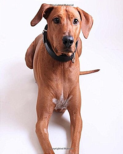 Daily Organizer and Planner: Rhodesian Ridgeback: 180 Day 8 x 10 Journal Notebook Day Planner (Paperback)