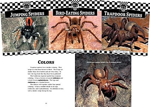 Spiders (Set) (Library Binding)
