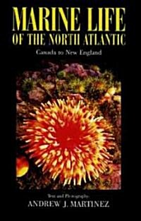 Marine Life of the North Atlantic (Paperback, 3rd)