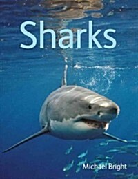 Sharks (Paperback)