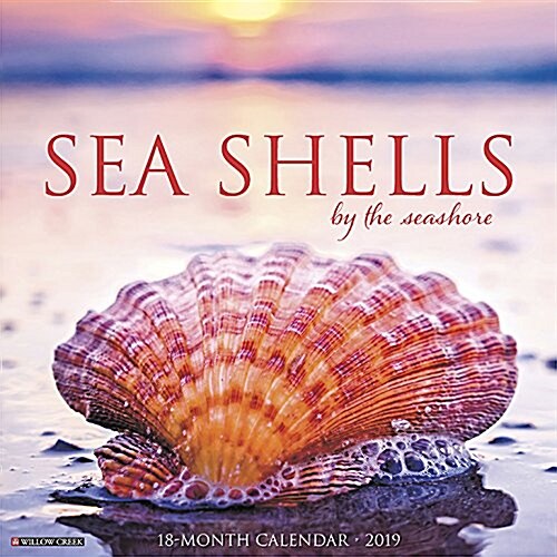 Sea Shells 2019 Wall Calendar (Wall)