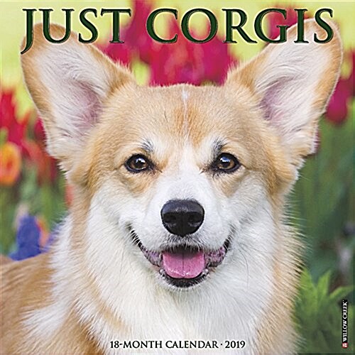 Just Corgis 2019 Wall Calendar (Dog Breed Calendar) (Wall)