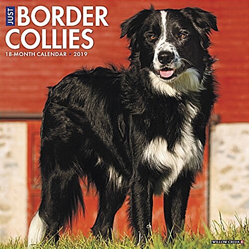 Just Border Collies 2019 Wall Calendar (Dog Breed Calendar) (Wall)