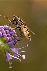 Hoverfly Notebook: 150 Lined Pages, Softcover, 6 X 9 (Paperback)