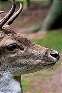 Red Deer Notebook: 150 Lined Pages, Softcover, 6 X 9 (Paperback)