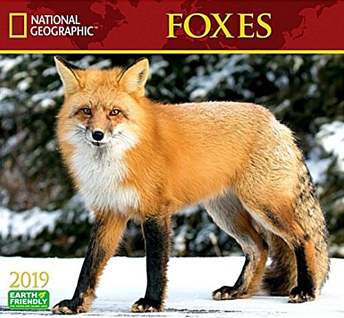 National Geographic Foxes 2019 Calendar (Wall)