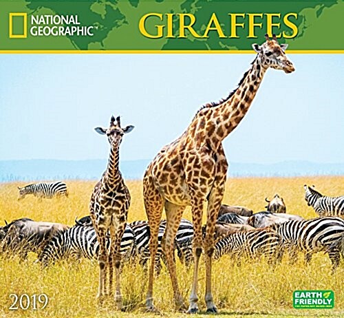 National Geographic Giraffes 2019 Calendar (Wall)