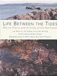 Life Between the Tides: Marine Plants and Animals of the Northeast (Paperback)