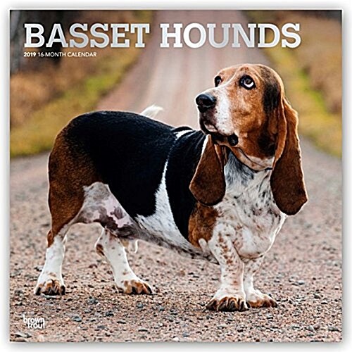 Basset Hounds 2019 Square Foil (Other)