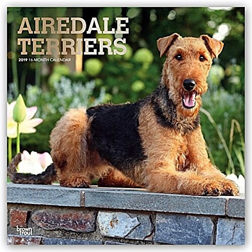 Airedale Terriers 2019 Square Foil (Other)