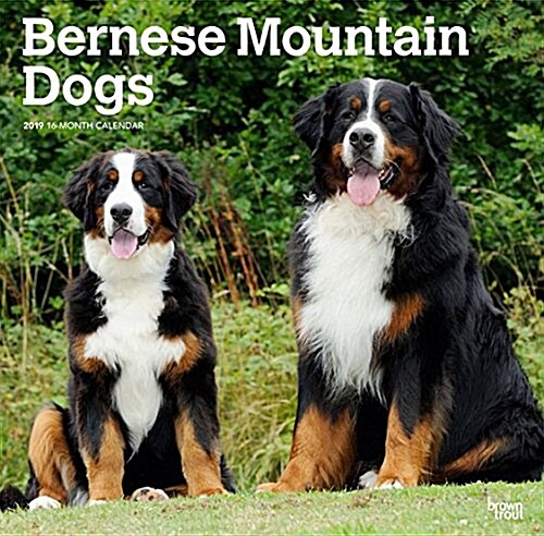 Bernese Mountain Dogs 2019 Square (Other)