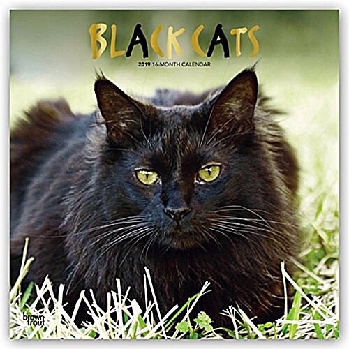 Black Cats 2019 Square Foil (Other)