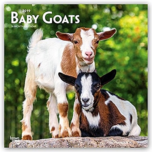 Baby Goats 2019 Calendar (Calendar, Wall)