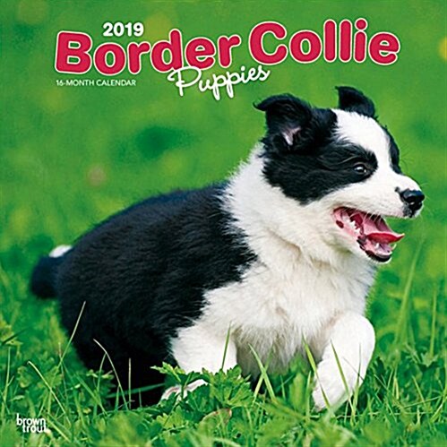 Border Collie Puppies 2019 Calendar (Calendar, Wall)