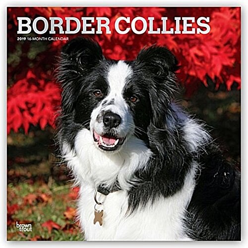 Border Collies 2019 Square Foil (Other)