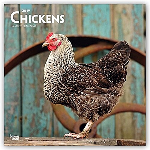 Chickens 2019 Square (Other)