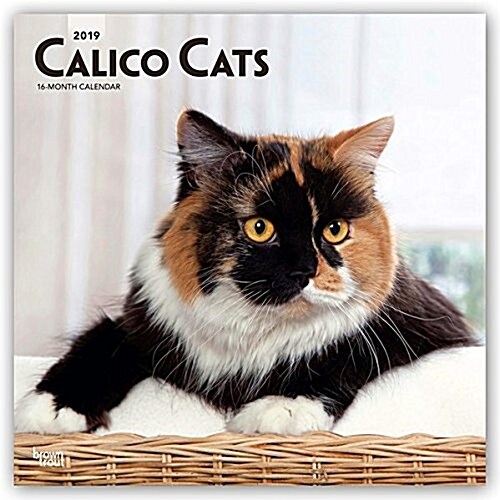 Calico Cats 2019 Square (Other)