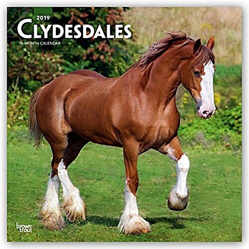 Clydesdales 2019 Square (Other)