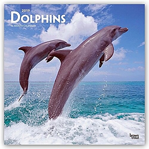 Dolphins 2019 Calendar (Calendar, Wall)