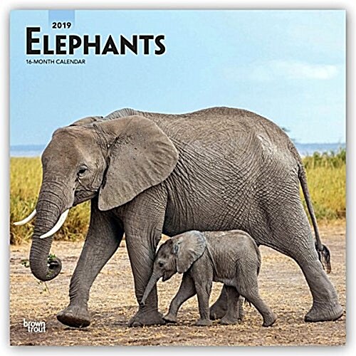 Elephants 2019 Calendar (Calendar, Wall)