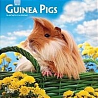 Guinea Pigs 2019 Calendar (Calendar, Mini, Wall)