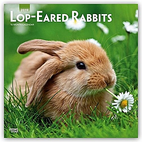 Lop Eared Rabbits 2019 Square (Other)