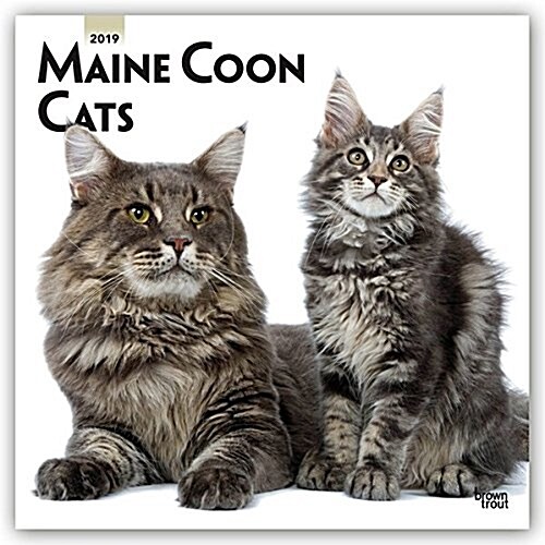 Maine Coon Cats 2019 Square (Other)